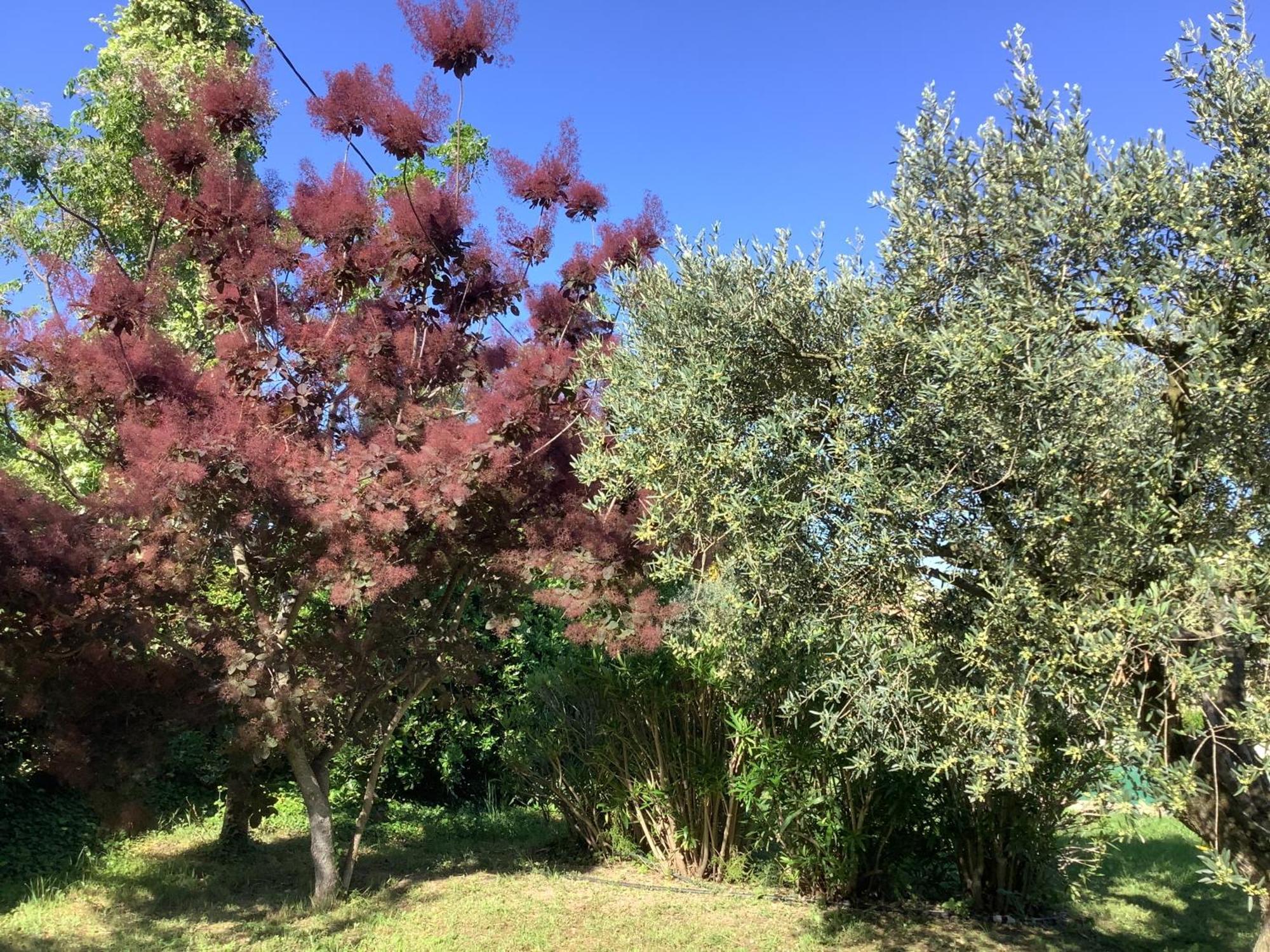Le Mas Des Oliviers Martigues Buitenkant foto